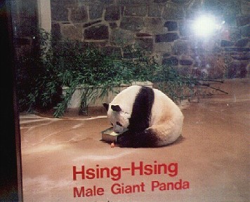 Panda Bear - Hsing