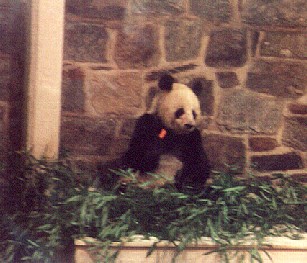 Panda Gear