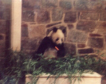 Panda Bear