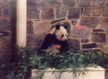 Panda Bear