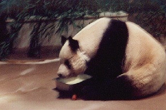 Panda Bear