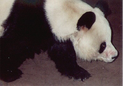 Panda Bear