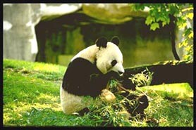 Panda Yen Yen